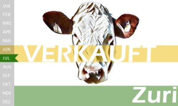 tr�chtige Fleckvieh Kalbin zu verkaufen, beweidet und ruhig